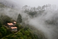 042_Madera_lasy wawrzynowe w okolicach Ribeiro Frio